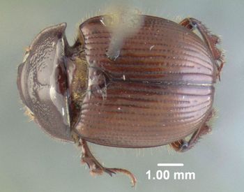Media type: image;   Entomology 602051 Aspect: habitus dorsal view